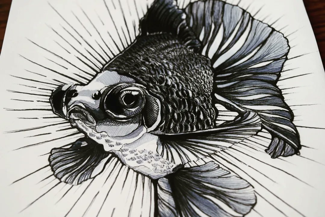 _yovio's tweet photo. ______________________________

#DrawAnimals #DrawingAnimals #FishDrawing #FishIllustration #Goldfish #GoldfishLovers #OriginalDrawing #PenDrawings https://t.co/EqBtWDk75O