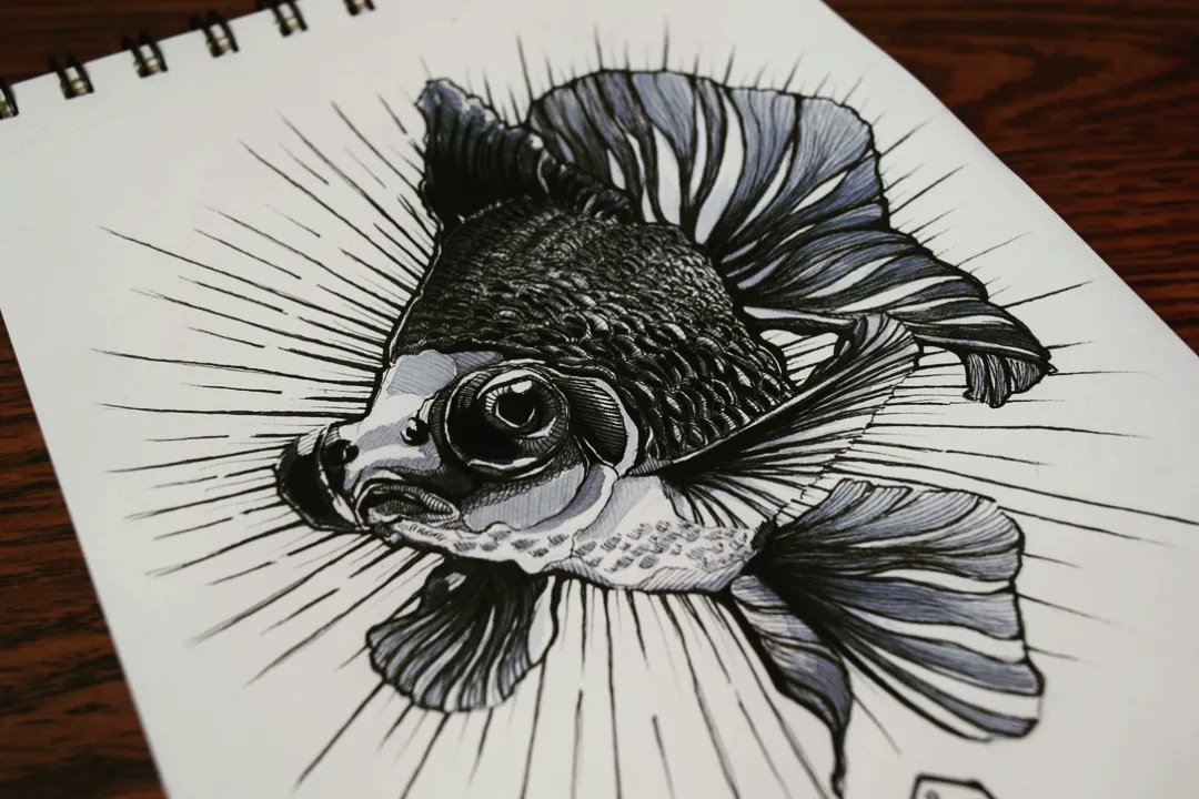 _yovio's tweet photo. ______________________________

#DrawAnimals #DrawingAnimals #FishDrawing #FishIllustration #Goldfish #GoldfishLovers #OriginalDrawing #PenDrawings https://t.co/EqBtWDk75O