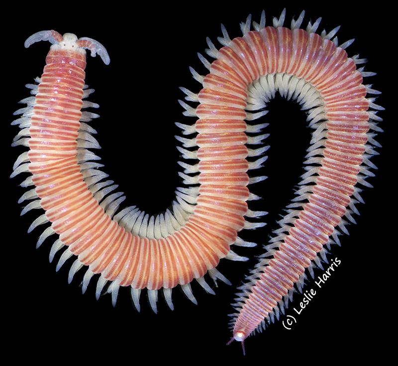 I love this species so much! Had to share the full body view of the candy cane worm Dorvillea moniloceras now at #NHMLA  This beauty wasn't even the brightest one but it was the most cooperative  #WormWednesday