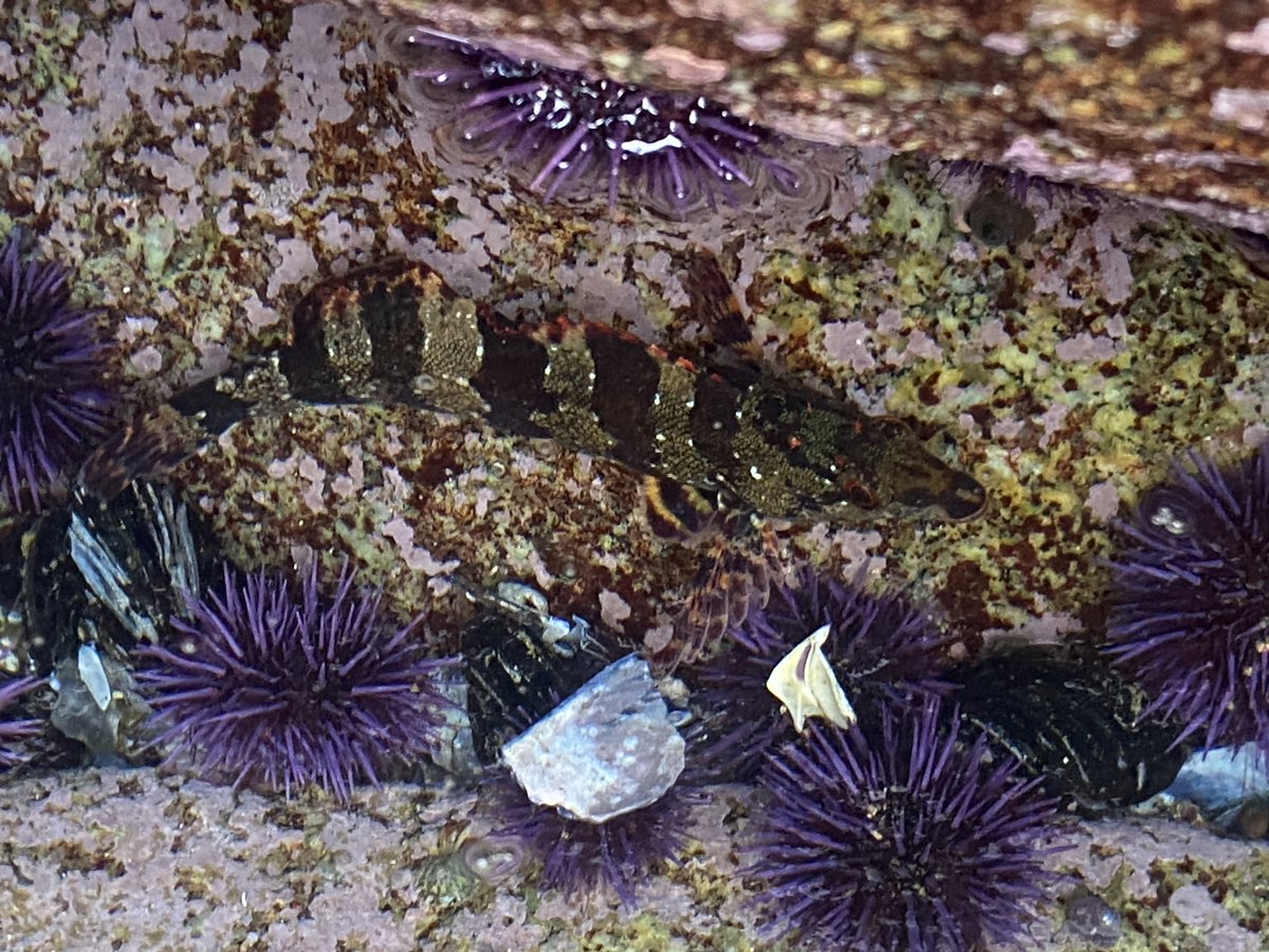 limpetsnews's tweet photo. ๐ซMagic Hour๐ซ Part 2
#SnapshotCalCoast #limpetsmonitoring #rockyintertidal #brittlestar #ochreseastar #nudibranch
@inaturalist
@calacademy
@CA_MPA_CN https://t.co/izwVwZEUfs