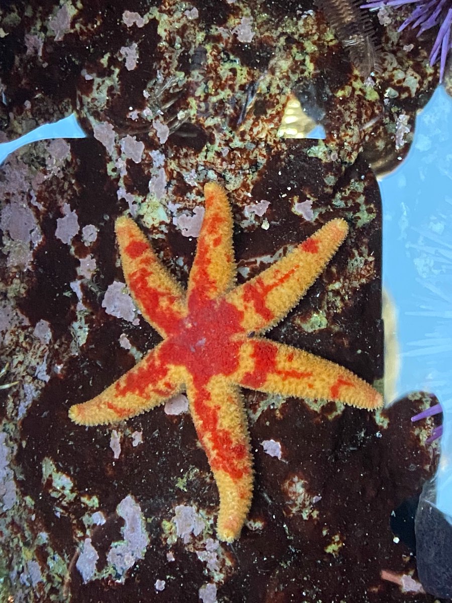 limpetsnews's tweet photo. ๐ซMagic Hour๐ซ Part 2
#SnapshotCalCoast #limpetsmonitoring #rockyintertidal #brittlestar #ochreseastar #nudibranch
@inaturalist
@calacademy
@CA_MPA_CN https://t.co/izwVwZEUfs