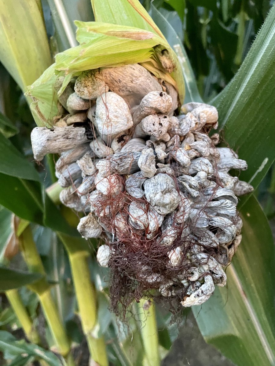 UGLY disease ALERT 🚨 Smut on corn is plentiful this year. ⁦⁦<a href="/baldpathologist/">Tom Allen</a>⁩