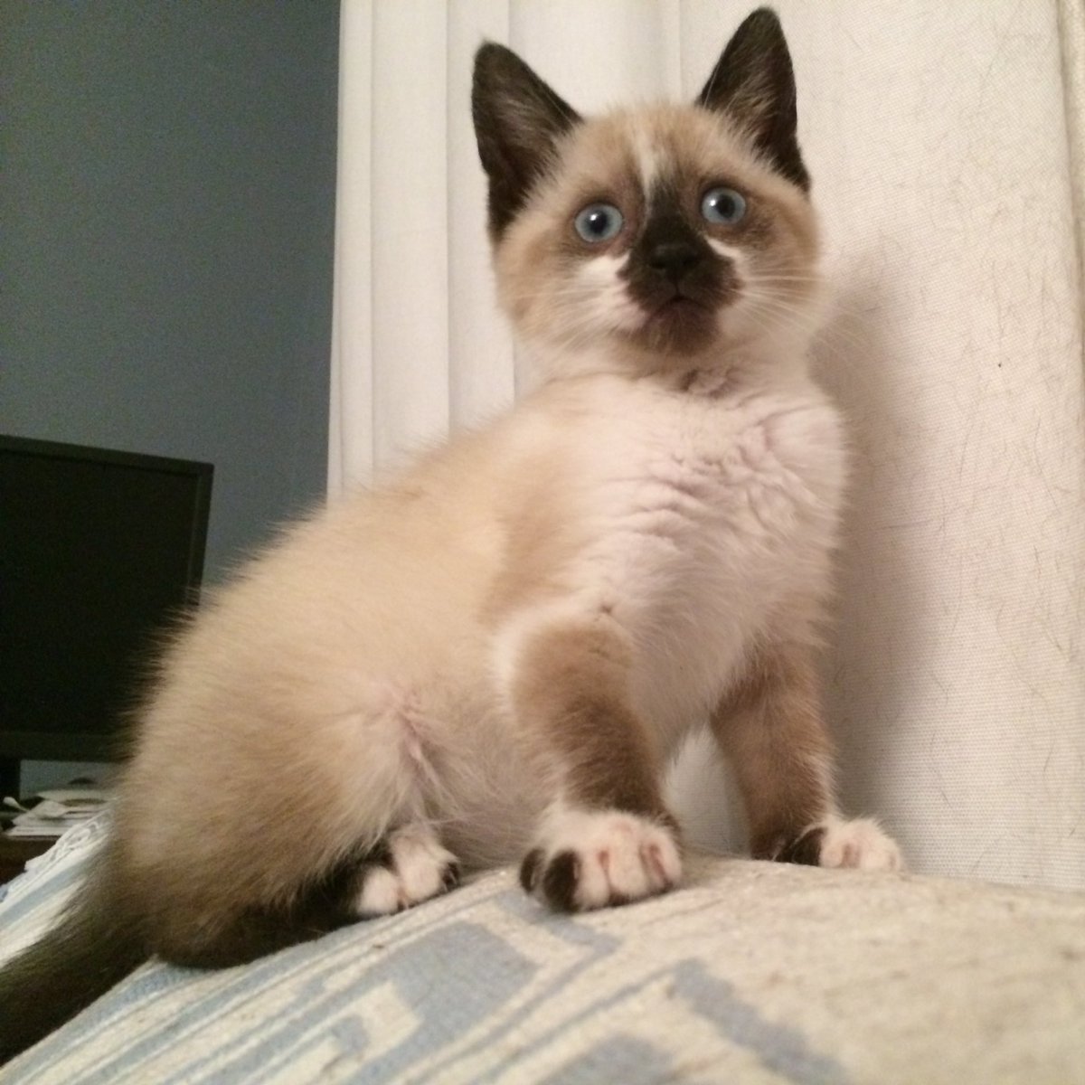 BigMinnieMoo's tweet photo. Reminds me of my baby pics!
#CatsOfTwitter #Kittens #AllThoseYearsAgo https://t.co/8vcBqOeYr6