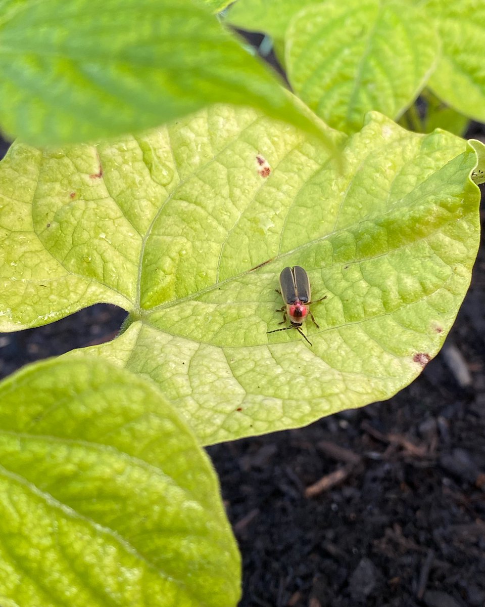 LZWrites's tweet photo. What do you call this insect? (And where are you from?) https://t.co/MoFtwTsBrD