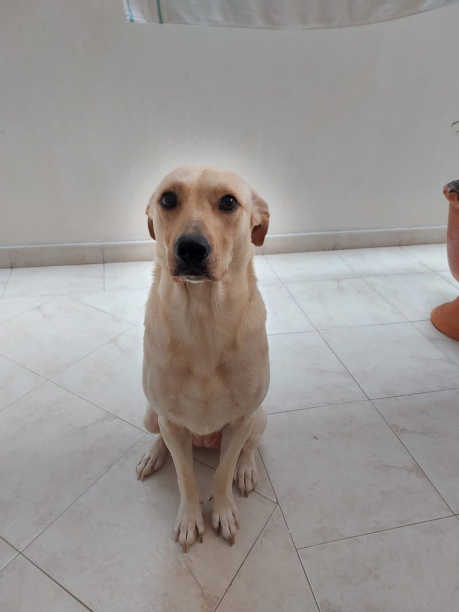 IsabelCorreaBo1's tweet photo. Amigos necesito tu ayuda. Nos encontramos esta hermosa perrita. Ahora no podemos quedárnosla y necesita un hogar. Ayúdame a difundir para que encuentre una familia! https://t.co/tmDYMWq04q
