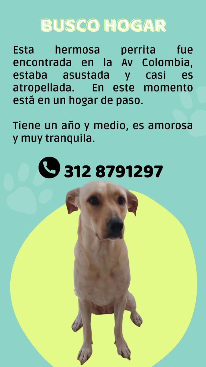 IsabelCorreaBo1's tweet photo. Amigos necesito tu ayuda. Nos encontramos esta hermosa perrita. Ahora no podemos quedárnosla y necesita un hogar. Ayúdame a difundir para que encuentre una familia! https://t.co/tmDYMWq04q