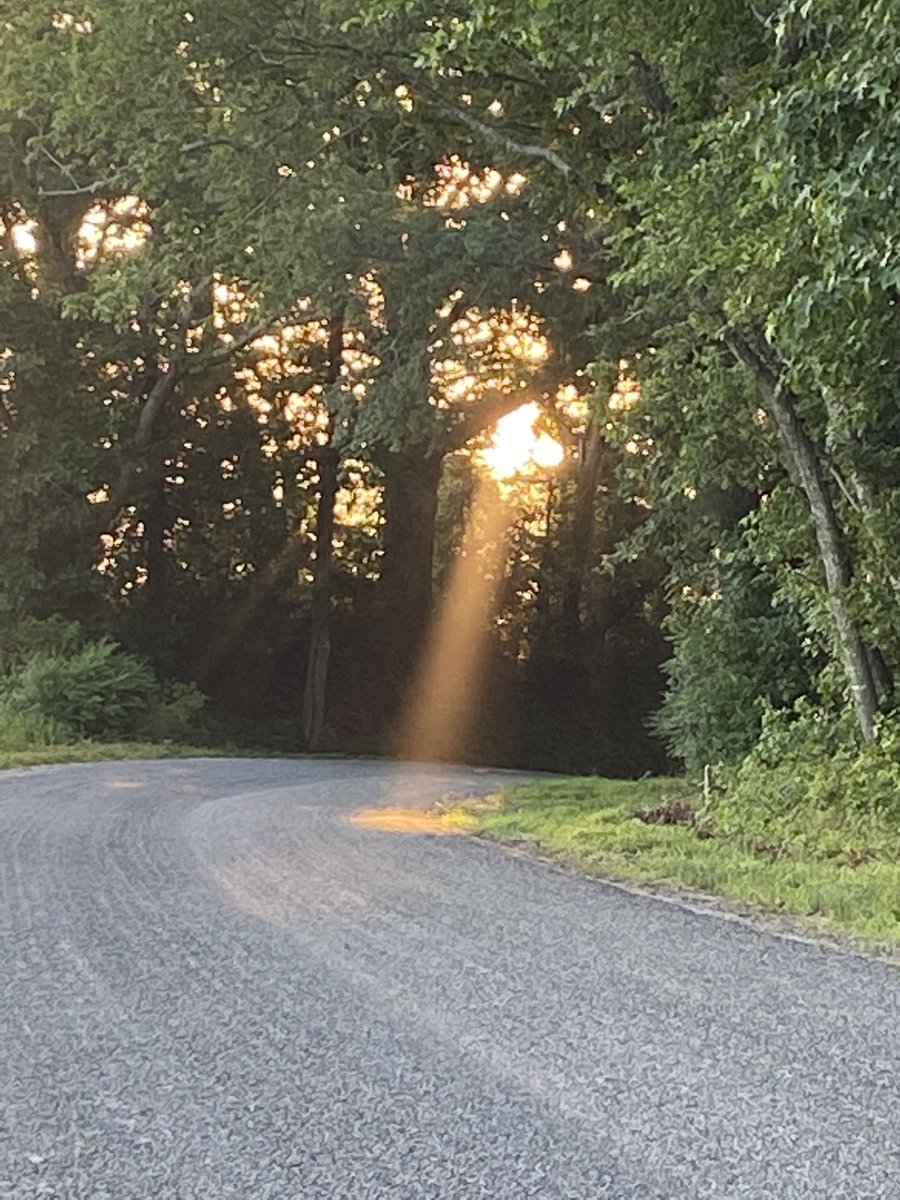 reading4gifted's tweet photo. Early morning walks are full of surprises!  How about “nature’s spotlight” on our road today! https://t.co/BWyis52bUk
