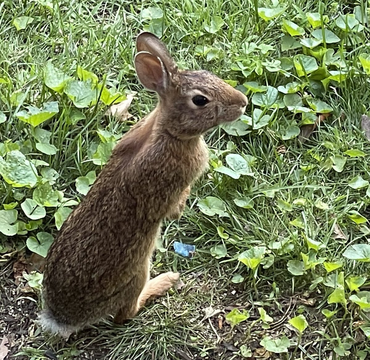 Beth Lambert tweet media