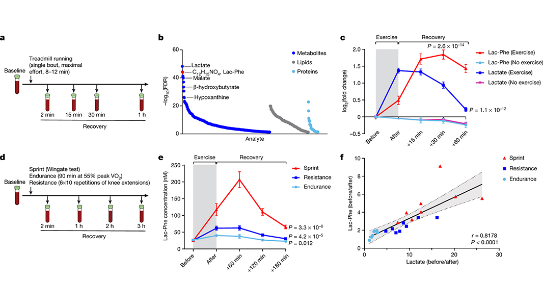 A study in <a href="/Nature/">nature</a> identifies a metabolite produced during exercise that can effectively reduce food intake and obesity in mice. go.nature.com/3xxtBXk