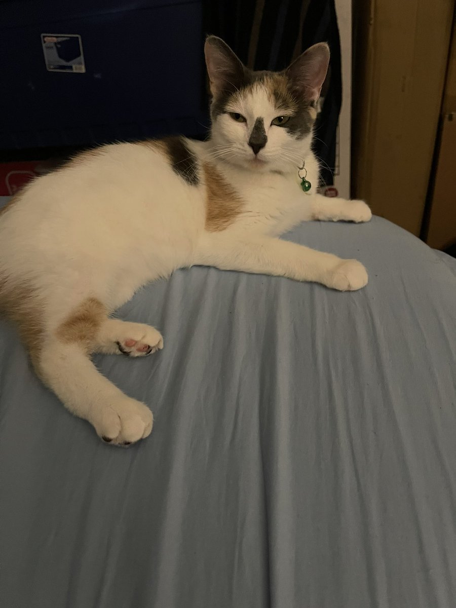 SilenceofJefe's tweet photo. I know. It’s the “please feed me Daddy” face.  Here is her “Why did you wake me, this is MY bed” face. https://t.co/1NAT6wsQT8