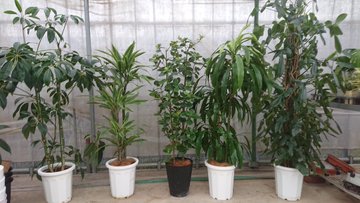 中古の観葉植物を激安販売 安い観葉植物をお探しなら是非 観葉植物のレンタルならグリーンフォエバー 東京 千葉 埼玉 オフィス 店舗 事務所