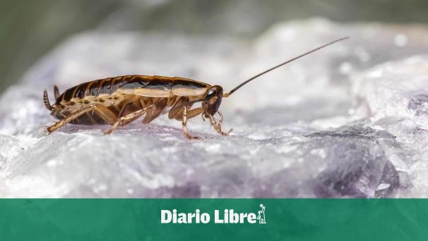 DiarioLibre's tweet photo. 🌐 |#MundoDL | Pagan 2,000 dólares a quien deje liberar 100 cucarachas en su casa

🔗 https://t.co/K3wjwXlWsn

#DiarioLibre #Cucarachas #Experimiento #Casa https://t.co/4frAbIUhEc