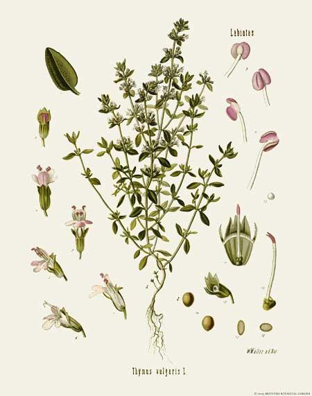 sansculotides's tweet photo. Today is octidi 28 Prairial in the year of the Republic CCXXX, celebrating thyme. https://t.co/H6kt2JJtcH