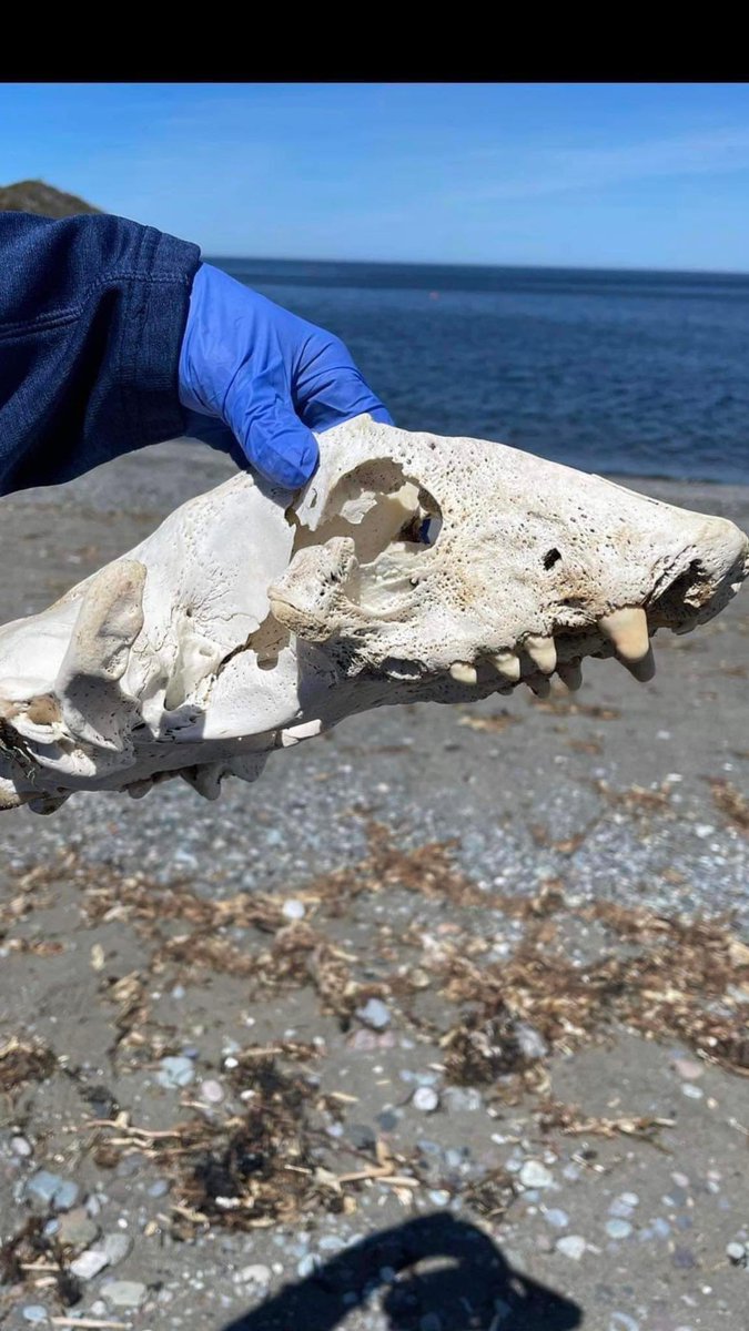 Jakeman All Grade tweet media