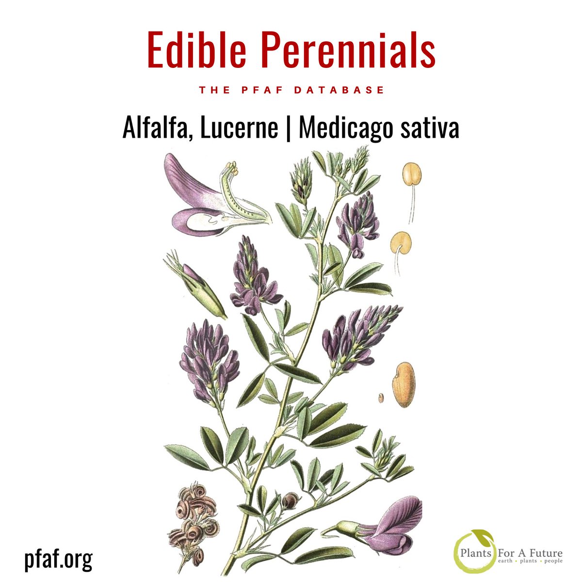 Alfalfa, Lucerne | Medicago sativa. Alfalfa, also called lucerne, is a medium-sized nitrogen-fixing perennial in the legume family cultivated as an important forage crop in many countries.  pfaf.org/plants/alfalfa…