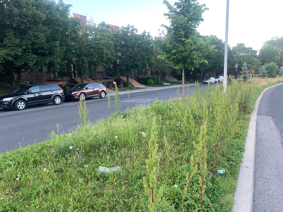Reveirg's tweet photo. @AMSigouinPM Mme.Sigouin, j’adore mon nouveau quartier, Ville-Émard est charmante! Puis-je par contre vous demander de passer le mot à la bonne personne pour une petite job de tondeuse sur Trinitaires? J’en serais très reconnaissant! Vrrrroum! https://t.co/oRw0gSabFj