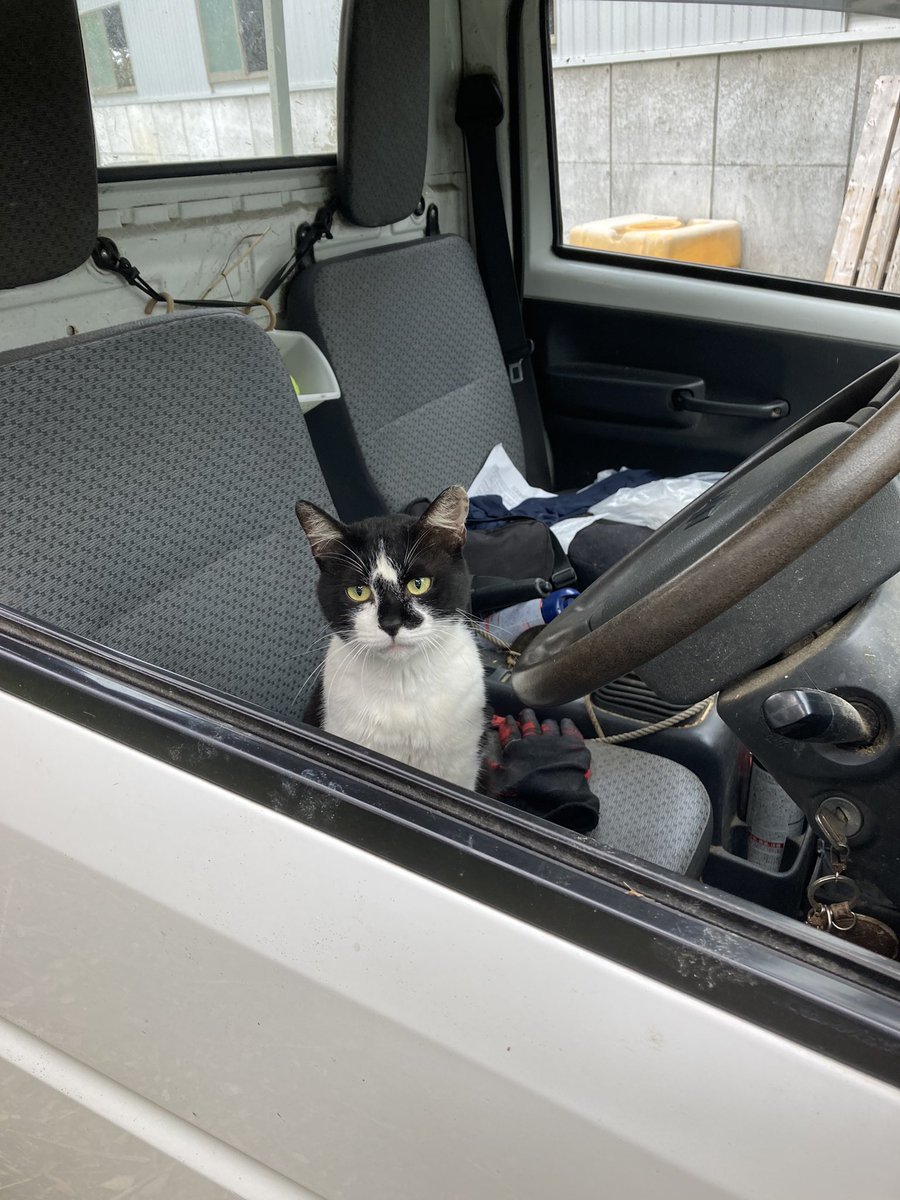 誰あなた 知らない猫が車に入ってる 何がシャーやこっちが言いたいわ 絶妙に悪い顔している ニャ上荒らし Togetter