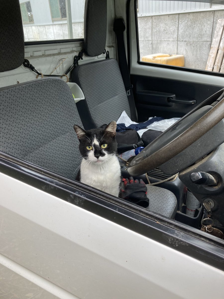 誰あなた 知らない猫が車に入ってる 何がシャーやこっちが言いたいわ 絶妙に悪い顔している ニャ上荒らし Togetter 誰あなた 知らない猫が車に入ってる 何がシャーやこっちが言いたいわ 絶妙に悪い顔している ニャ上荒らし Togetter