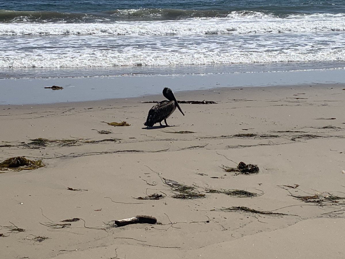 Rachel Kaletsky tweet media