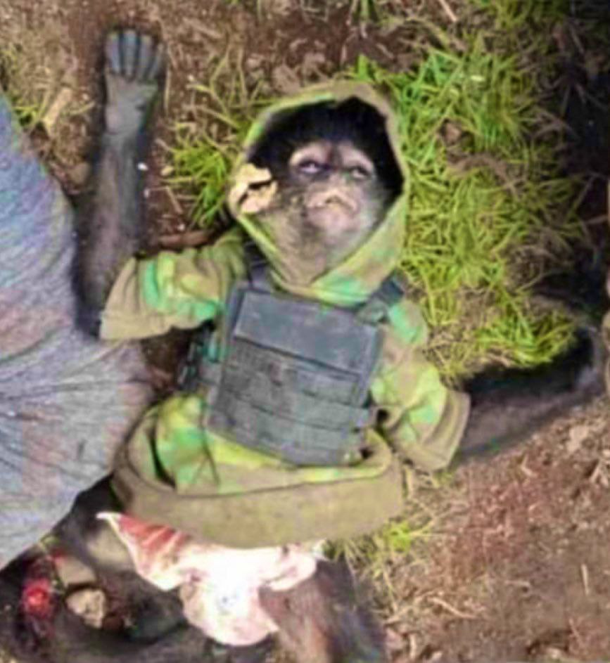 LPueblo2's tweet photo. #OJO #Texcaltitlan #Edomex

📸|el mono araña que traía un sicario de la familia michoacana cuando se enfrentó a las fuerzas estatales e federales.

#AbrazosNoBalazos https://t.co/6j3o3CkkGV