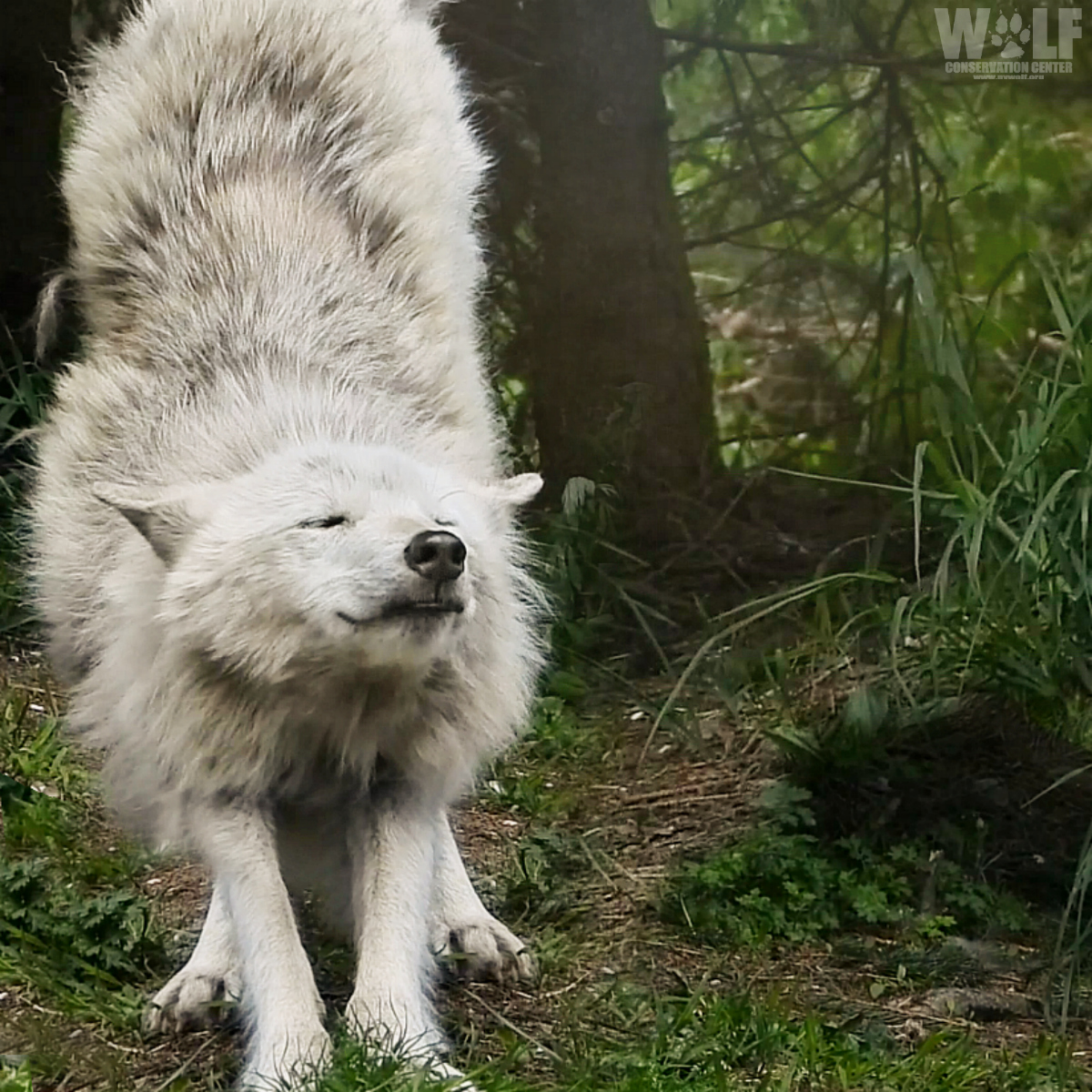 nywolforg's tweet photo. Inhale the positive 🐺 https://t.co/FZp8ZM9Nes