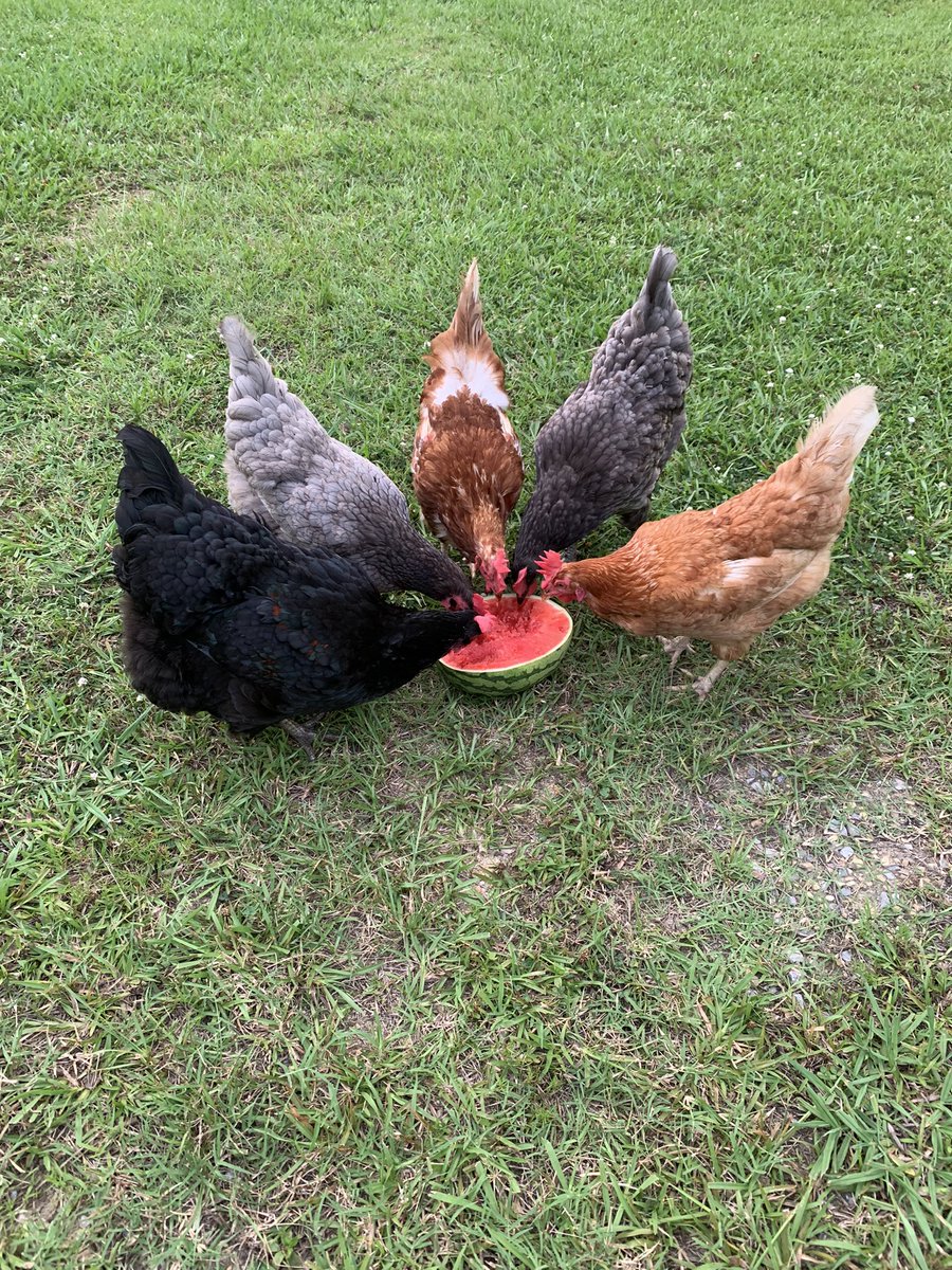 KeelaFaithRay's tweet photo. Please enjoy this pic of my hens enjoying fresh cold watermelon on this hot day https://t.co/DMvGRh9ygl