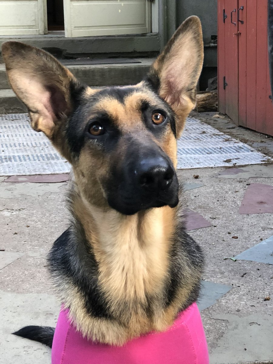 AndyDonovan64's tweet photo. The face of someone wondering what exactly happened at the vetโs today. At least she doesnโt have to wear a cone. #Ellie #TheSurgery #SweetGirl https://t.co/6cShssKoHu