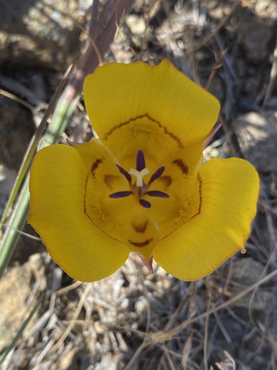 RebaFay's tweet photo. I know I just shared a lot, about marine biodiversity, but you all need to see the flowers I saw this weekend! #Calochortus #MariposaLilies #SanLuisObispo https://t.co/VFQjpTgqOt