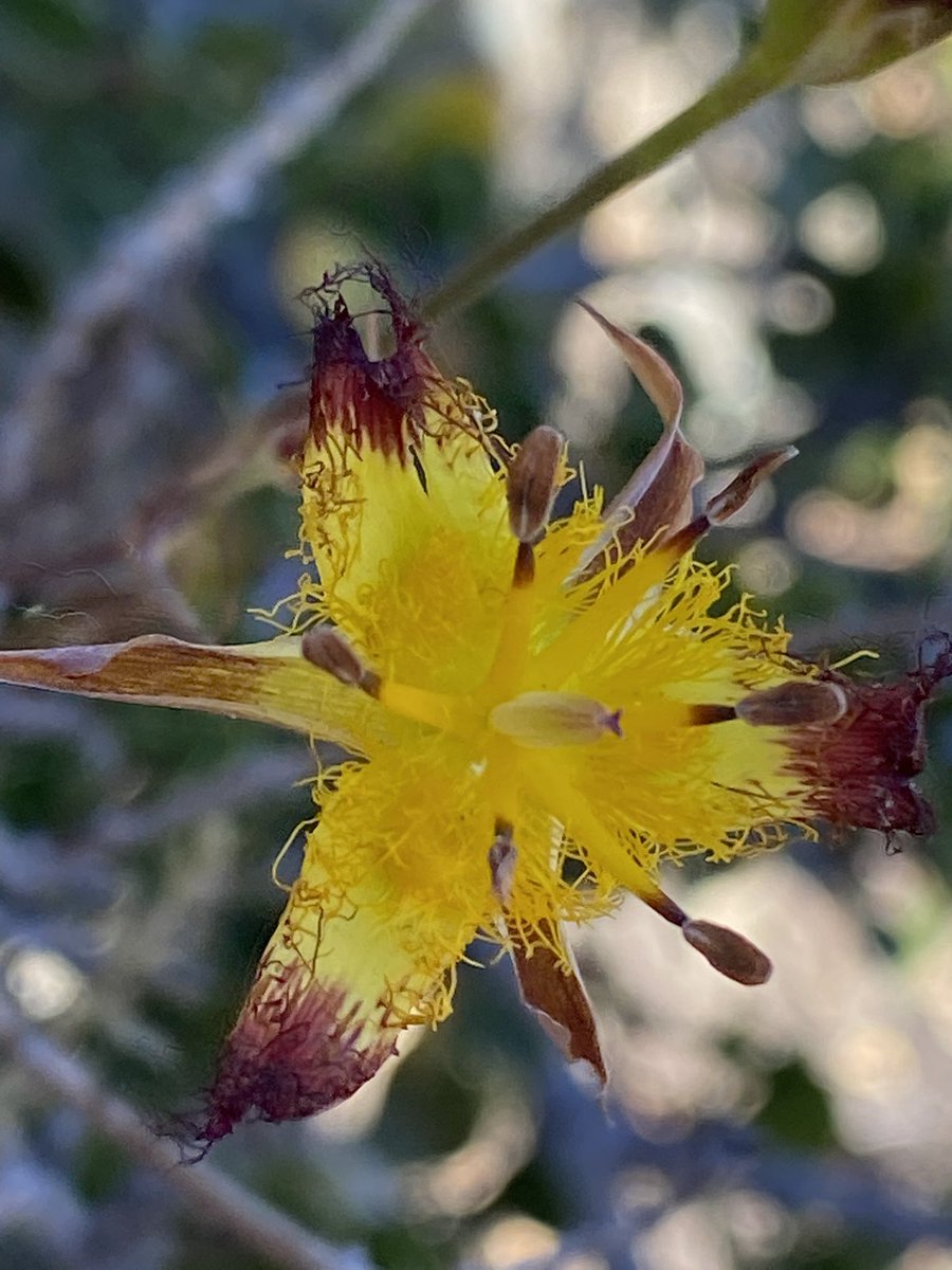 RebaFay's tweet photo. I know I just shared a lot, about marine biodiversity, but you all need to see the flowers I saw this weekend! #Calochortus #MariposaLilies #SanLuisObispo https://t.co/VFQjpTgqOt