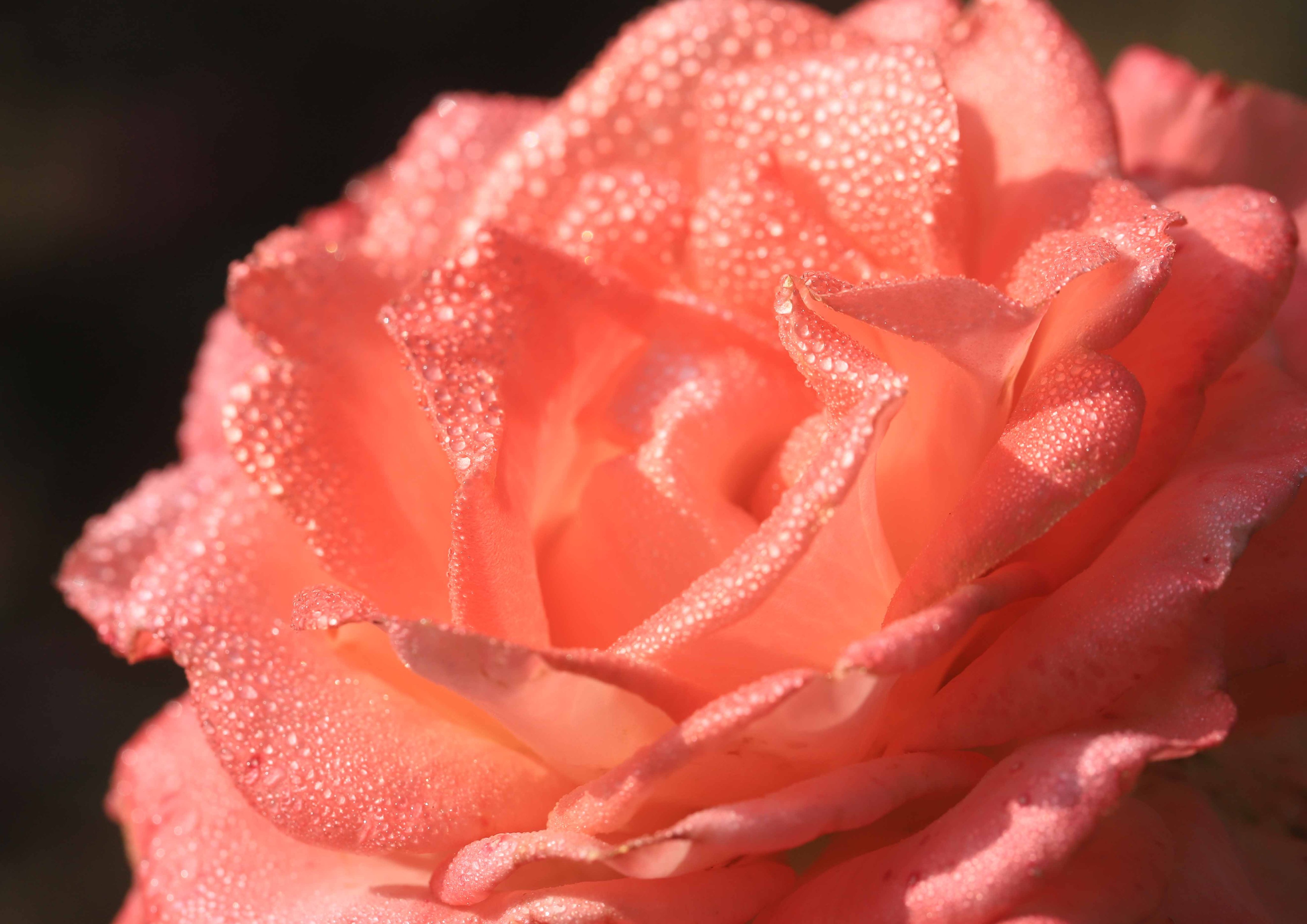 片柳弘史 Sur Twitter 教会の花壇に咲いた 上品なサーモンピンクの薔薇の花 宮沢賢治にちなんで名づけられた イーハトーブの風 という品種です T Co Vmnjw7goj3 Twitter