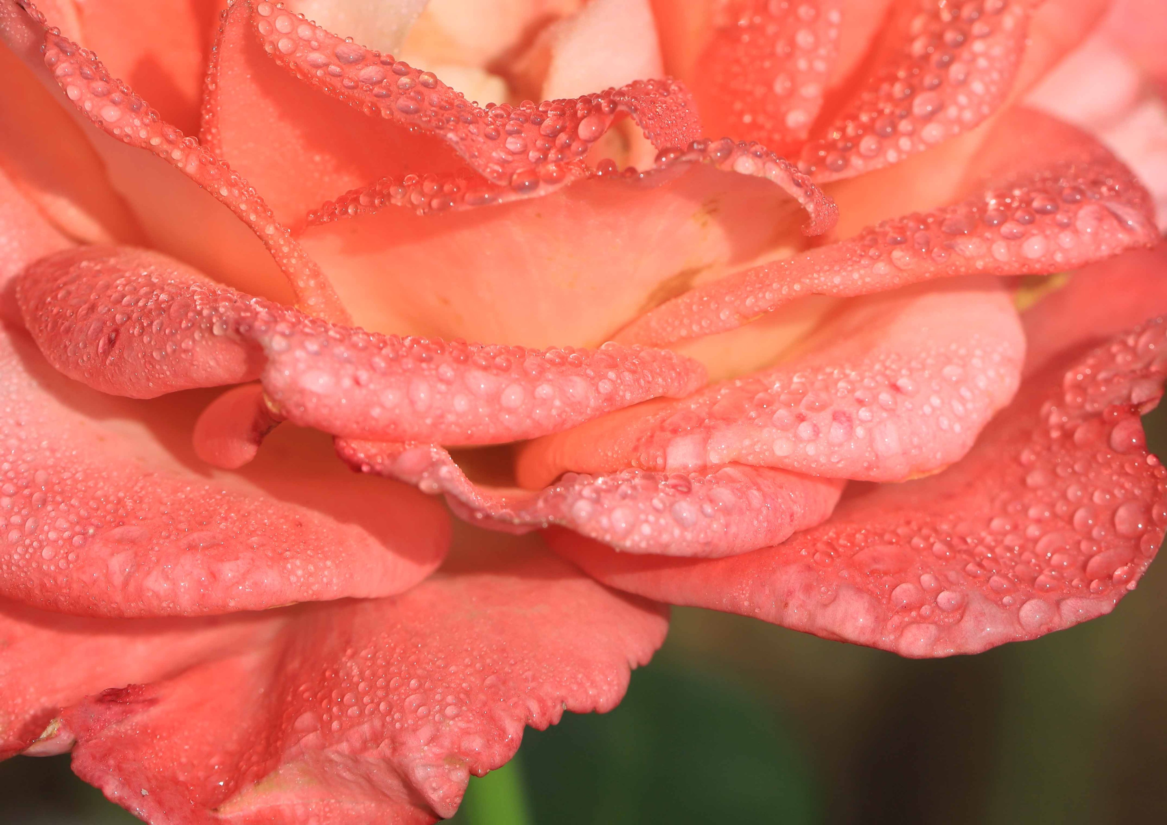 片柳弘史 Sur Twitter 教会の花壇に咲いた 上品なサーモンピンクの薔薇の花 宮沢賢治にちなんで名づけられた イーハトーブの風 という品種です T Co Vmnjw7goj3 Twitter