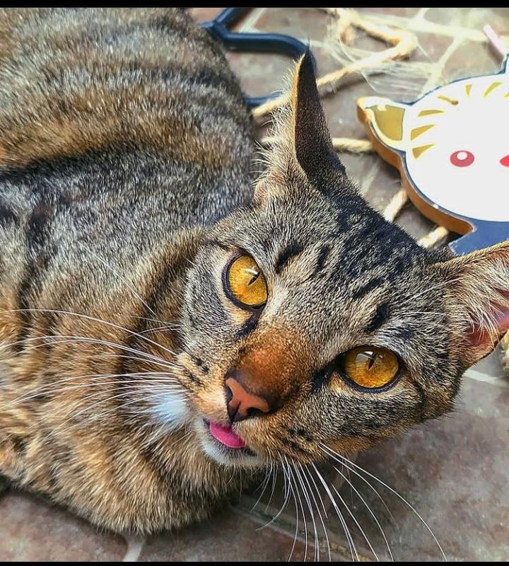 #GatosReales Chicharrón para <a href="/efectomirringo/">Efecto Mirringo</a>