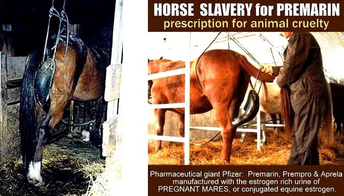 greennomad61's tweet photo. Never stop asking questions -
#Premarin #estrogen #Horses
.@pfizer are you still using pregnant horse urine for your estrogen meds? https://t.co/x3sH49ZnNS