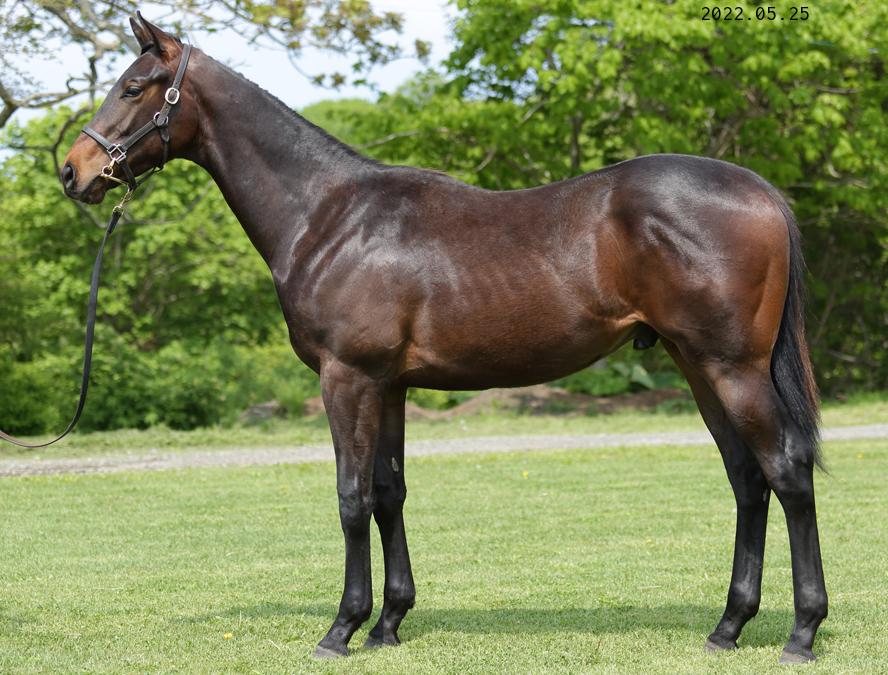 fujiko_r_fujiko's tweet photo. Selection Sale 2022
Lot:222
Dark Bay Colt
Foaled March 30,2021
Bago(FR) - Kind of Blue(JPN) by Kurofune(USA)

みんな大好きバゴ産駒

#HBAセレクションセール2022
#セレクションセール2022上場馬
#上場馬紹介2022
#lot222
#バゴ産駒
#カインドオブブルー2021 https://t.co/NpH2FhLT5L