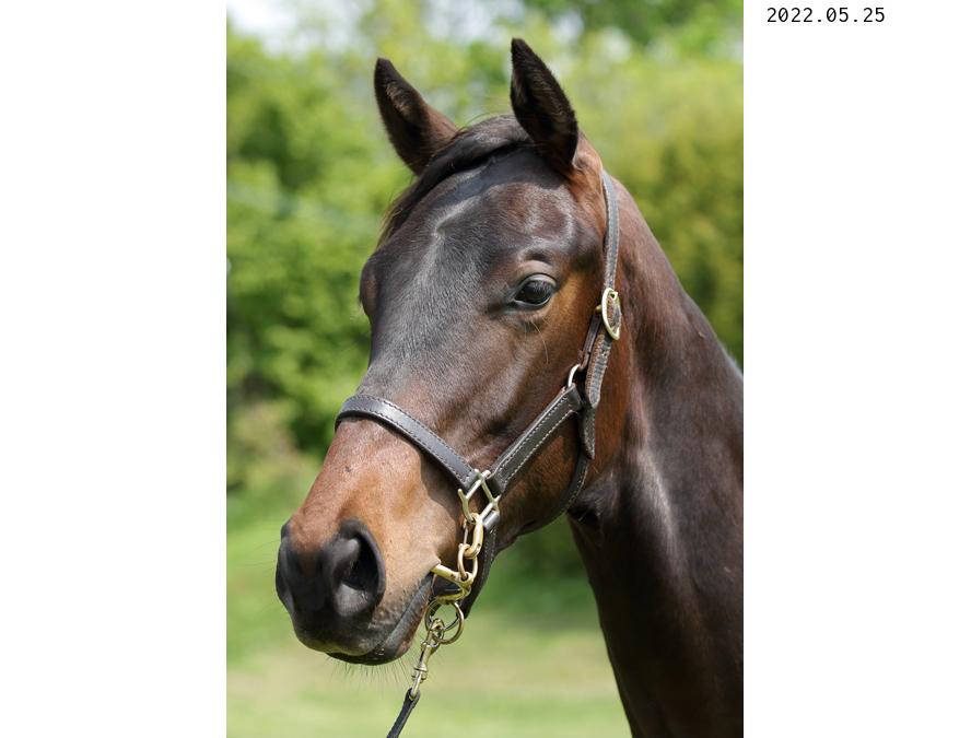 fujiko_r_fujiko's tweet photo. Selection Sale 2022
Lot:222
Dark Bay Colt
Foaled March 30,2021
Bago(FR) - Kind of Blue(JPN) by Kurofune(USA)

みんな大好きバゴ産駒

#HBAセレクションセール2022
#セレクションセール2022上場馬
#上場馬紹介2022
#lot222
#バゴ産駒
#カインドオブブルー2021 https://t.co/NpH2FhLT5L