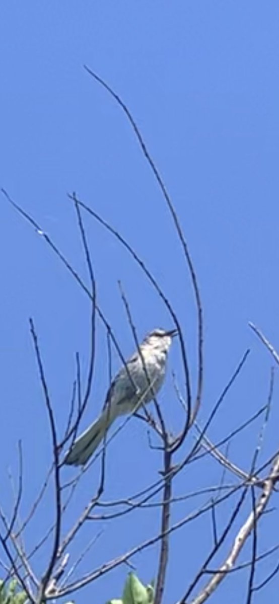 jjol628's tweet photo. What kind of bird ? Southshore Long Island New York https://t.co/JfynYnI6wm