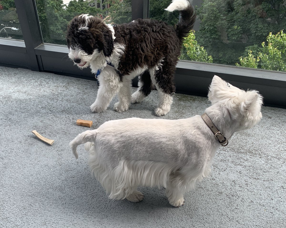 Potty-training new pup… our older dog also gets a treat on his successful completion if she’s nearby.  She now hovers and anticipates.

Perhaps a management parable: the team #GSD (gets s**t done) and exec gets #OKR bonus?
<a href="/cwodtke/">Christina</a> or <a href="/RonLichty/">Ron Lichty</a>?