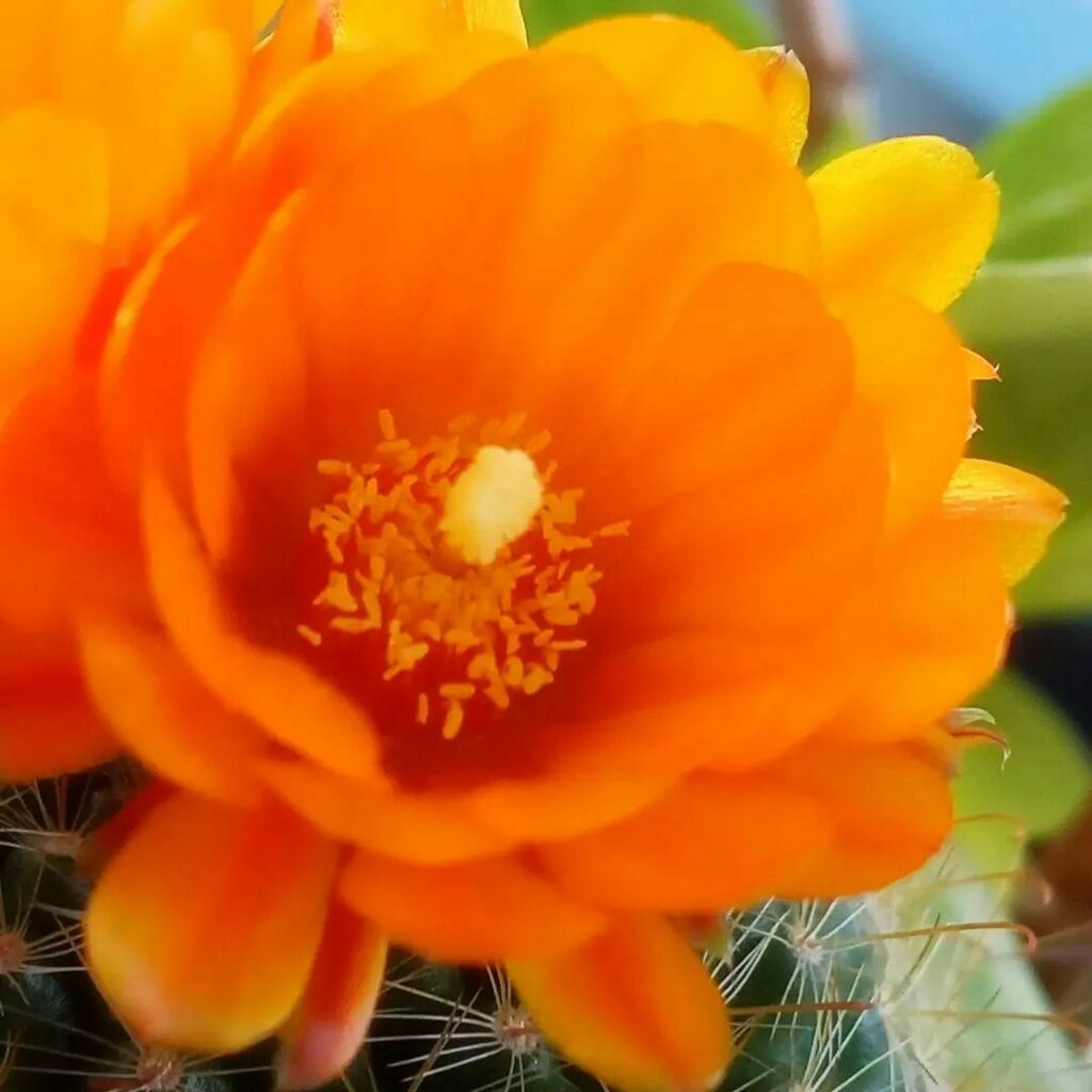 qtykity's tweet photo. #cactusflowers #cacutas #orangeflowers https://t.co/iWztsXGhB7