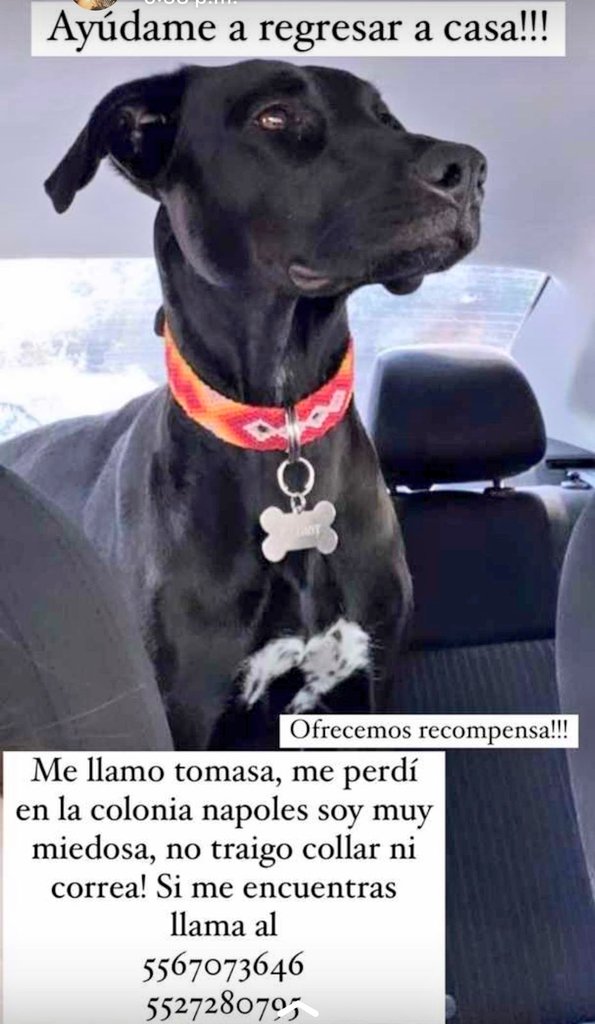 teamcaninos's tweet photo. Ayudame a compartir
@parquehundido
@AcaciasDf
@col_Alamosdf
@ColDelValleBJ
@PerdiMiPerroMx https://t.co/OoVcHgAdGZ