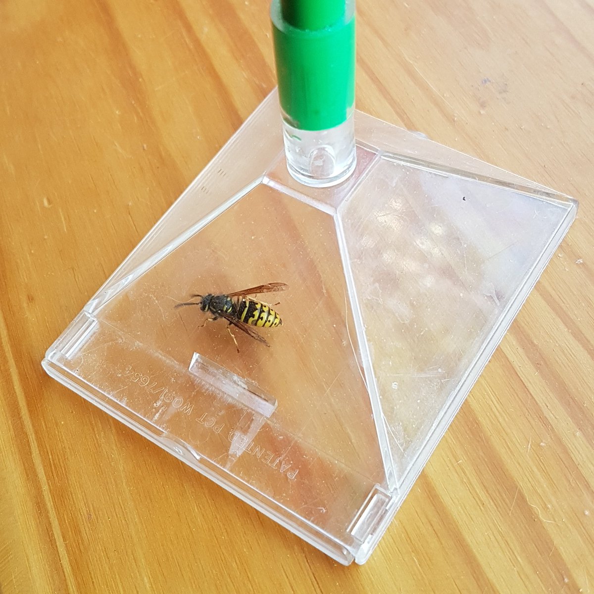 SWolfsden's tweet photo. Here at the Wolfs Den we are convinced that #EveryLifeMatters. If we have a lost traveler inside the house, we have a #humane tool to bring them outside so they can continue their journey.
#insects #wasps #backyardconservation #bees https://t.co/bjczUcbguB