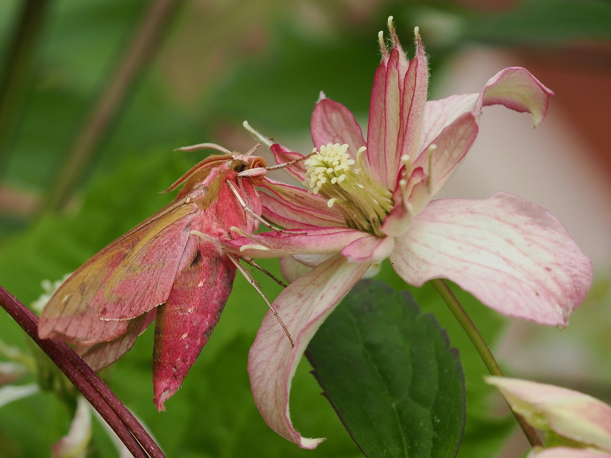 lostboyy35 tweet media