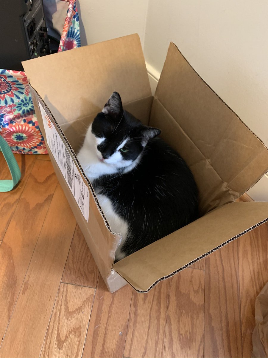 LordByronTheCat's tweet photo. It’s that time of year. My brother Buddy won’t stop talking about #DroneSafetyDay. He says a drone will pick him up in this box. https://t.co/8nHKXKgtaT