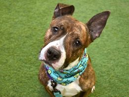 ckarr2's tweet photo. Sweet, loving 7 y/o PEPPER was dumped for "no time" but I think her cracked, bleeding feet tell a different story. Here 3 mos waiting for a savior she's lost her family, her joy, her hope. Few shares, low pledges, no interest means this ugly prison is where her life will end. https://t.co/7nnex0Fzth