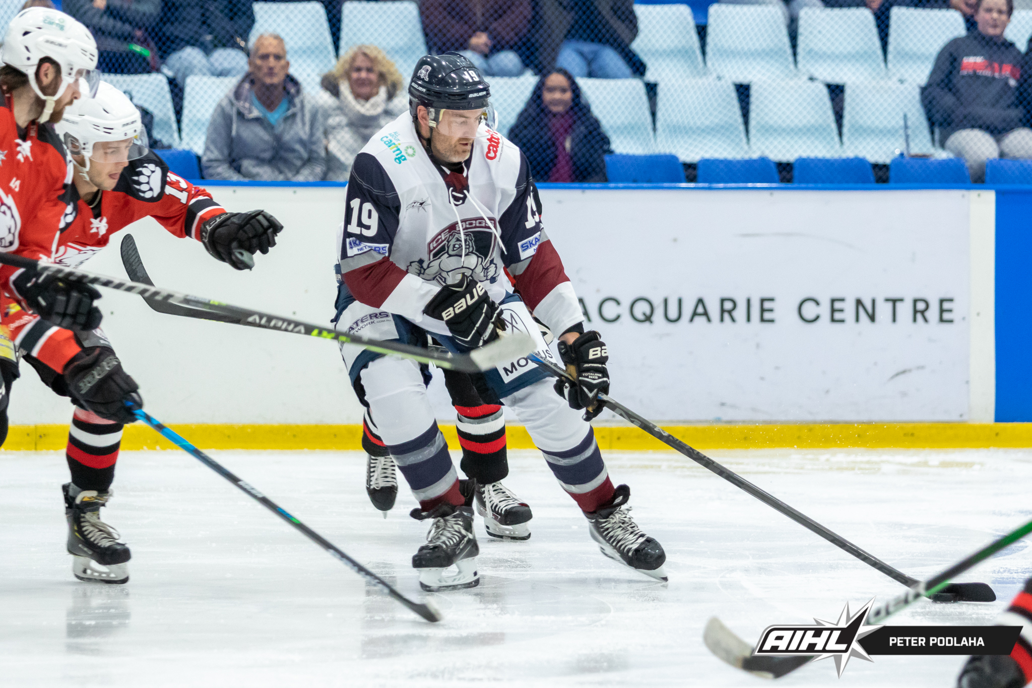 Sydney Ice Dogs