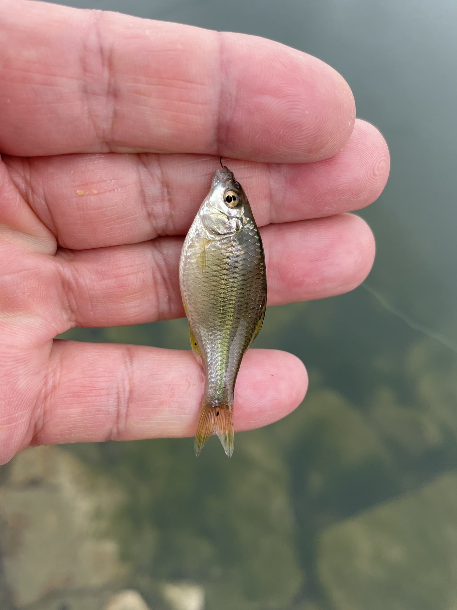 تويتر مشاهدة تغريدة Okayamaaburauri في ١٦ يونيو ٢٠٢٢ على Twitter تويتر مشاهدة تغريدة Okayamaaburauri في ١٦ يونيو ٢٠٢٢ على Twitter