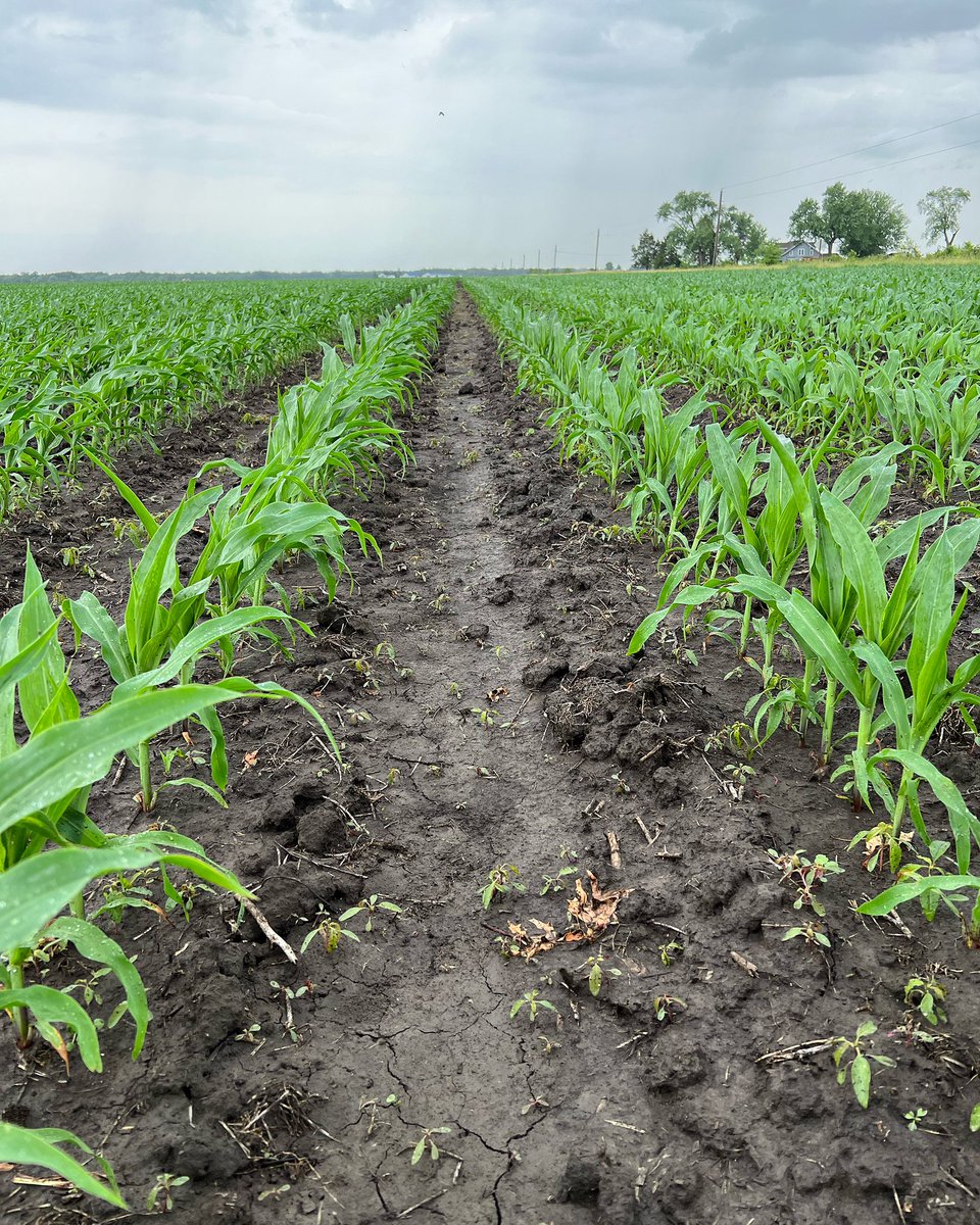 wils0n11's tweet photo. Another rain delay, might not get any more beans planted so going to sit here and stare at our awesome looking corn crop! #IllTakeADrought #EnoughRain 🌽 https://t.co/g918QNMzhM