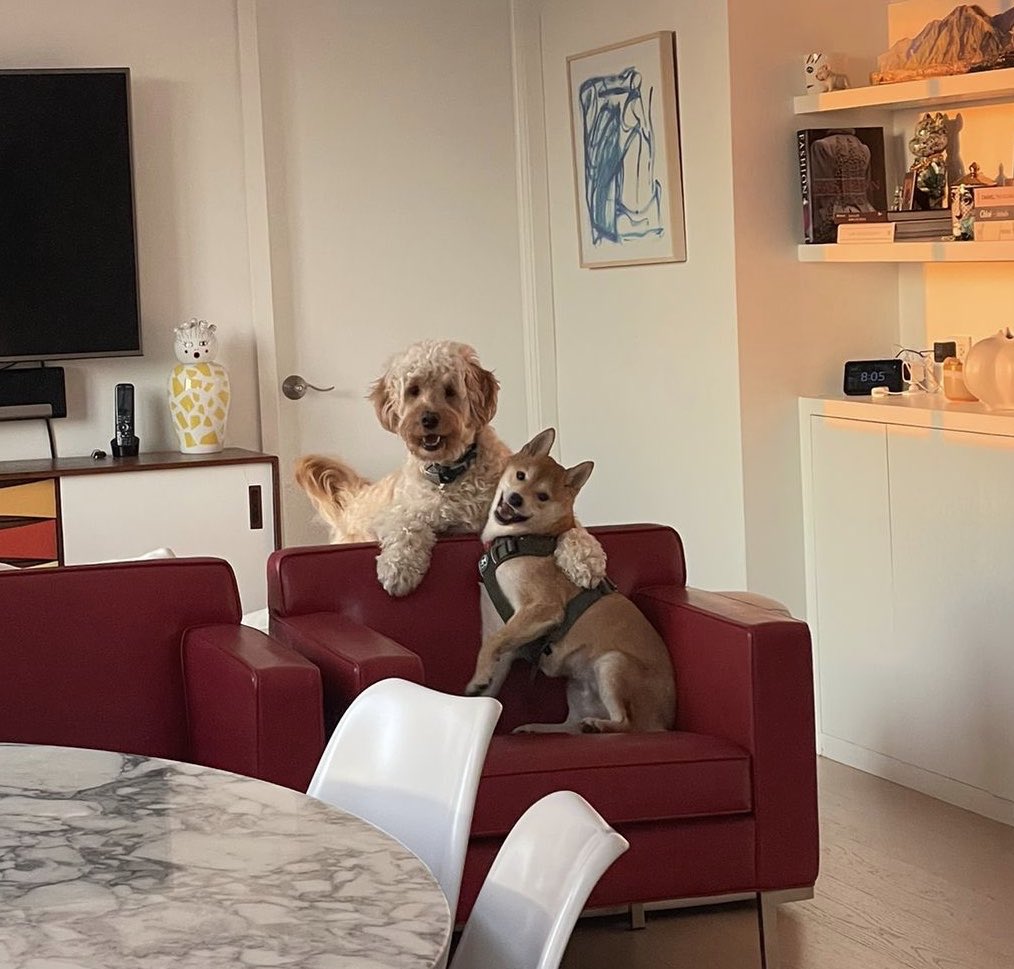 nanilaquecanta's tweet photo. MIREN ESTA FOTO DE LOS PERROS DE MIS MEJORES AMIGAS ABRAZÁNDOSE 🥺😭🥺😭 https://t.co/gUvpr6WX9g