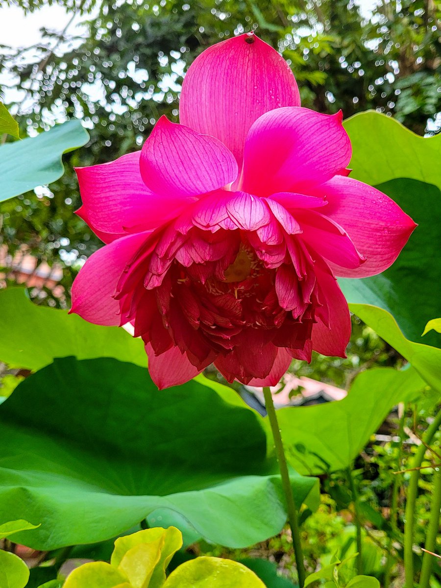 PreethyPrasant1's tweet photo. Happiness is first bloom in my lotus! https://t.co/GtXwQPUTEn