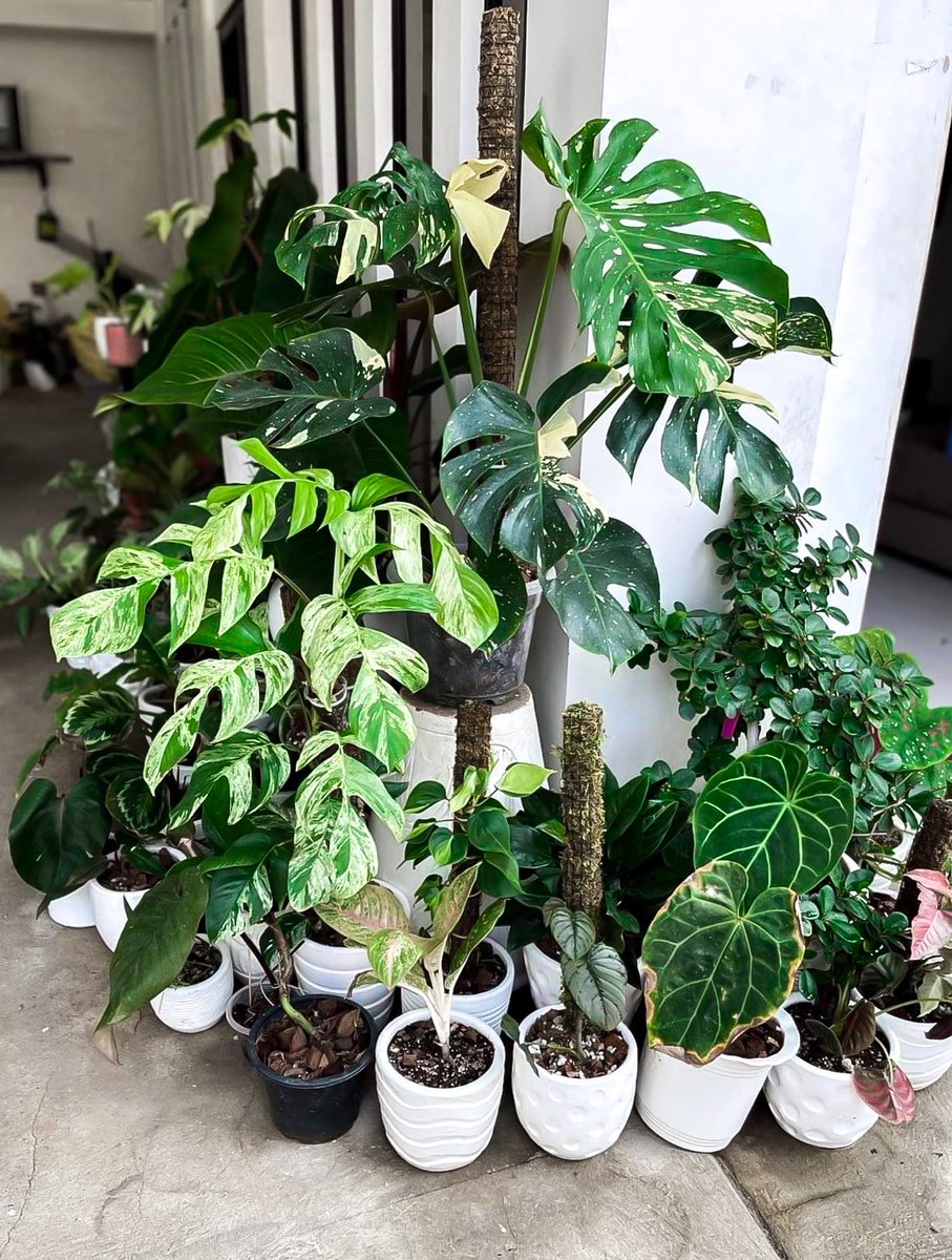 ulybog's tweet photo. Good moorniiiing. here's 2 of my favorite plants: #ThaiCons and #EpiMarble
*wag niyo na po pansinin ung Magnificum ko. Nag hingalo siya nung summer 😅😅 https://t.co/stgSWJrTxD