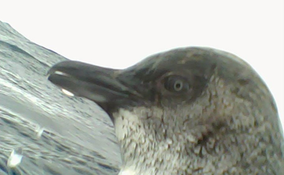 Lucky last #PhD chapter published! Video cams show little penguins prefer quantity &gt; quality prey when hunting under central place foraging constraints. Anchovy are hard to catch and there's not enough hours in the day! #seabirds #Penguins @DeakinCIE  
tinyurl.com/2p8zv5fj